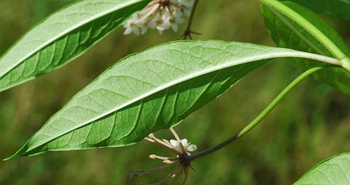 Asclepias_perennis_leaf2.jpg