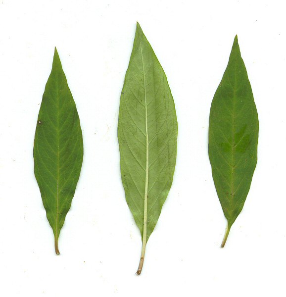 Asclepias_perennis_leaves.jpg