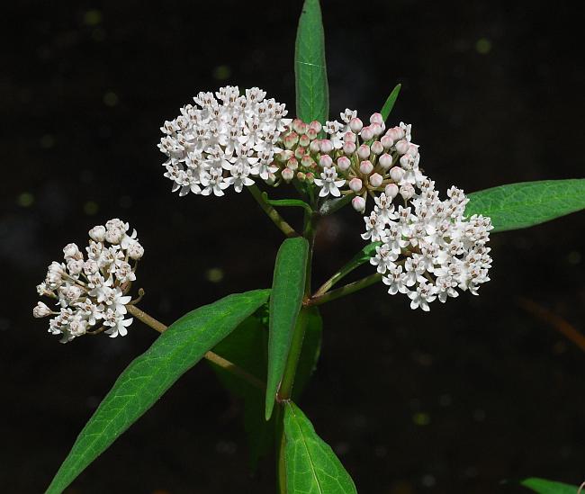 Asclepias_perennis_plant.jpg