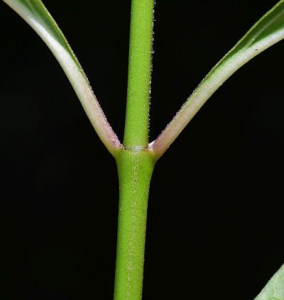 Asclepias_perennis_stem.jpg