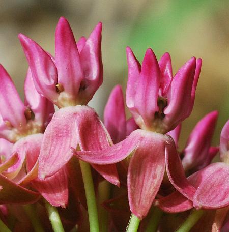 Asclepias_purpurascens_flower1.jpg