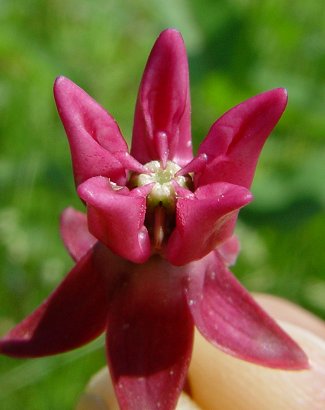 Asclepias_purpurascens_flower_close2.jpg