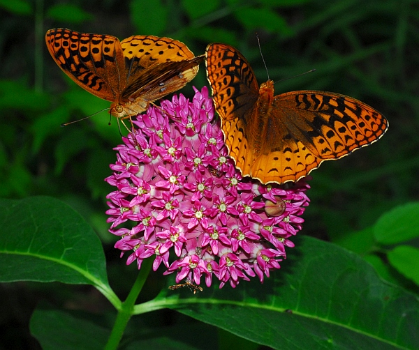 Asclepias_purpurascens_fritillary.jpg