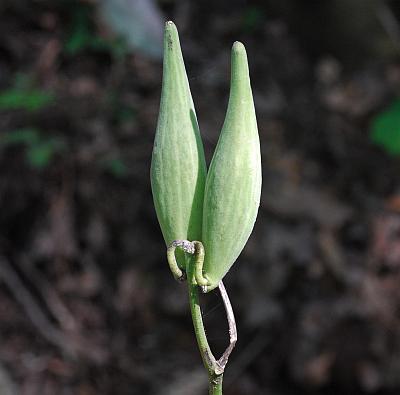 Asclepias_purpurascens_fruits.jpg