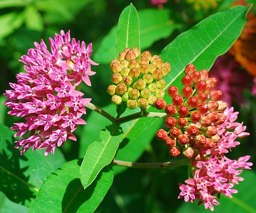 Asclepias_purpurascens_inflorescence2.jpg