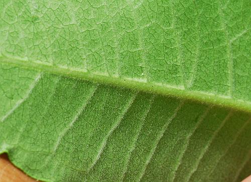 Asclepias_purpurascens_leaf2.jpg