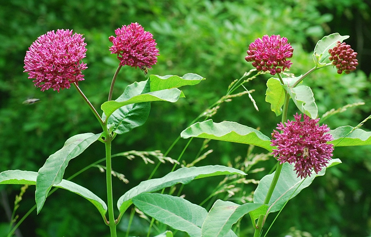 Asclepias_purpurascens_plant2.jpg