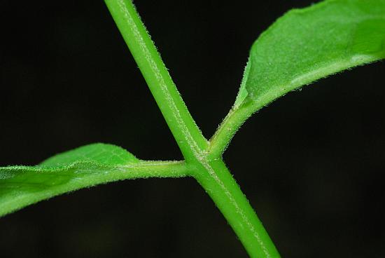 Asclepias_purpurascens_stem3.jpg