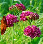 Asclepias purpurascens thumbnail