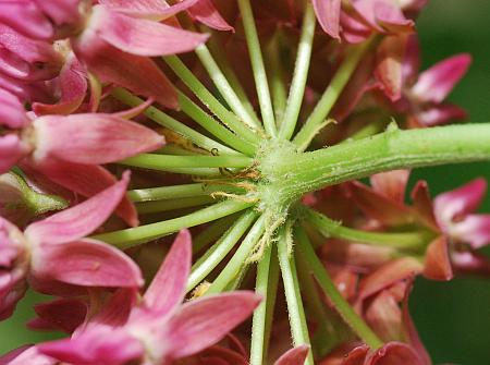 Asclepias_purpurascens_umbel.jpg