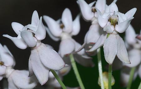 Asclepias_quadrifolia_flowers1.jpg