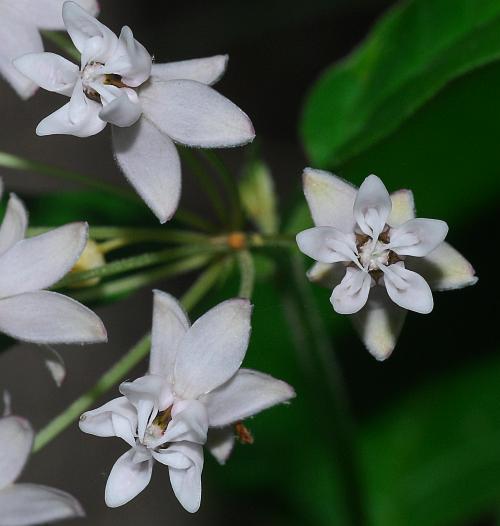 Asclepias_quadrifolia_flowers2.jpg