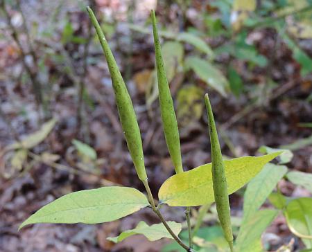 Asclepias_quadrifolia_fruits.jpg