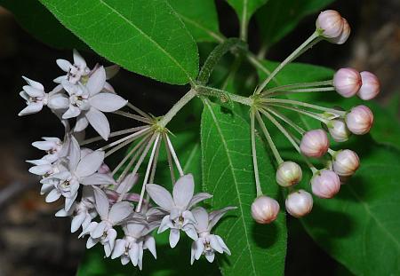 Asclepias_quadrifolia_inflorescence2.jpg