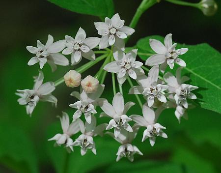 Asclepias_quadrifolia_inflorescence3.jpg