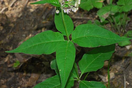 Asclepias_quadrifolia_leaf1.jpg