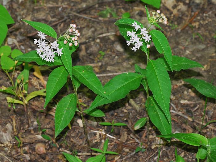 Asclepias_quadrifolia_plant2.jpg