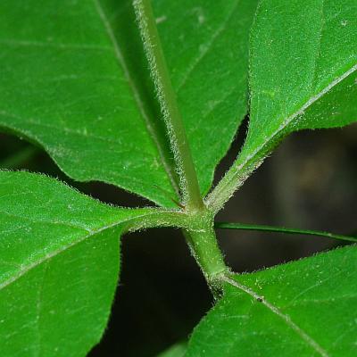 Asclepias_quadrifolia_stem2.jpg