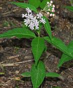 Asclepias quadrifolia thumbnail