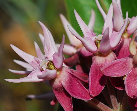 Asclepias_speciosa_flowers1.jpg