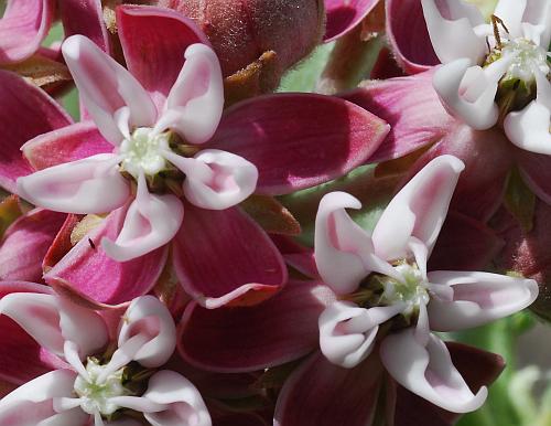 Asclepias_speciosa_flowers2.jpg