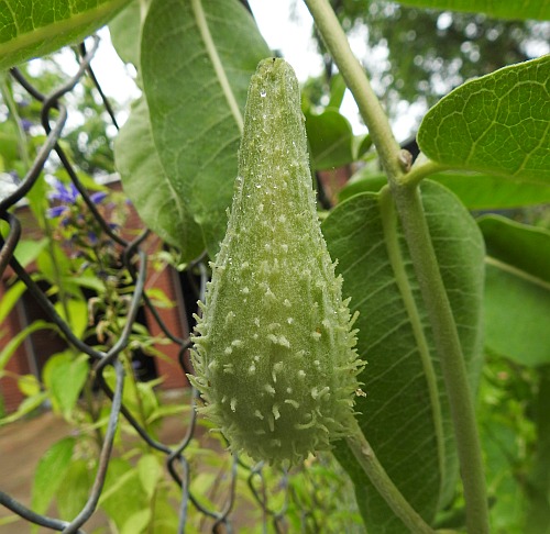 Asclepias_speciosa_fruit.jpg