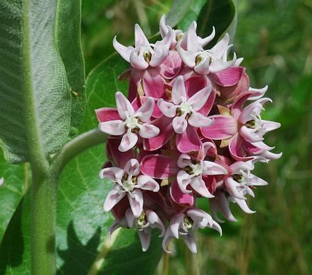 Asclepias_speciosa_inflorescence.jpg