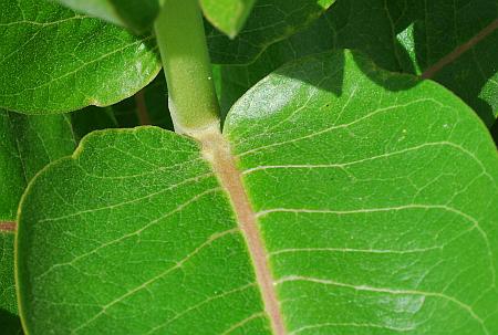 Asclepias_speciosa_leaf1.jpg