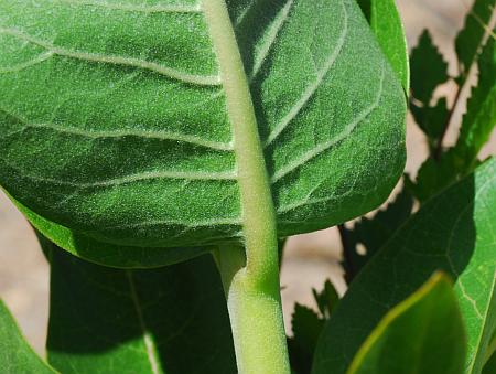 Asclepias_speciosa_leaf2.jpg