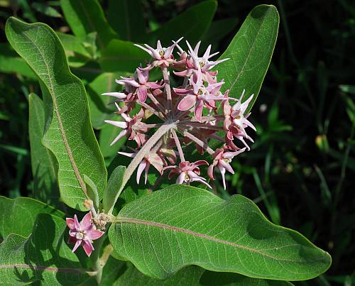 Asclepias_speciosa_leaves.jpg