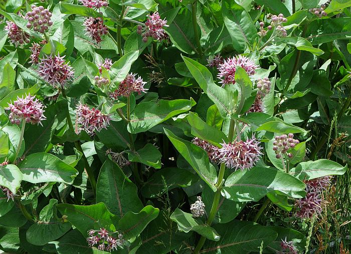 Asclepias_speciosa_plant.jpg