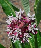 Asclepias speciosa thumbnail