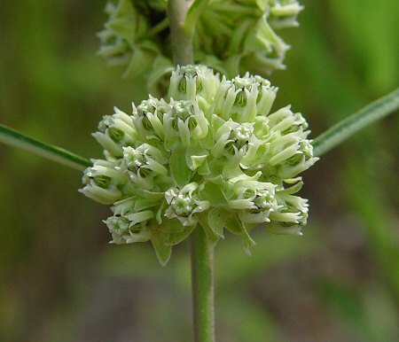 Asclepias_stenophylla_inflorescence.jpg