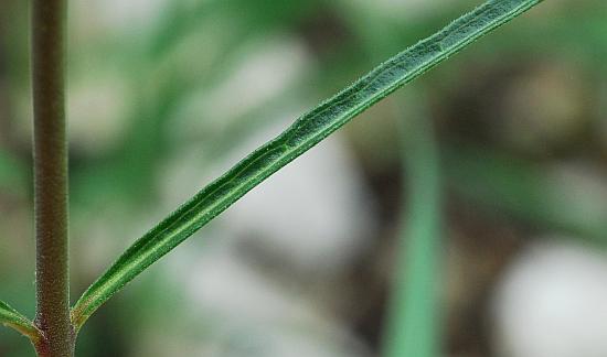 Asclepias_stenophylla_leaf1.jpg