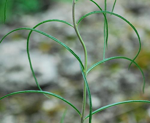 Asclepias_stenophylla_leaves2.jpg