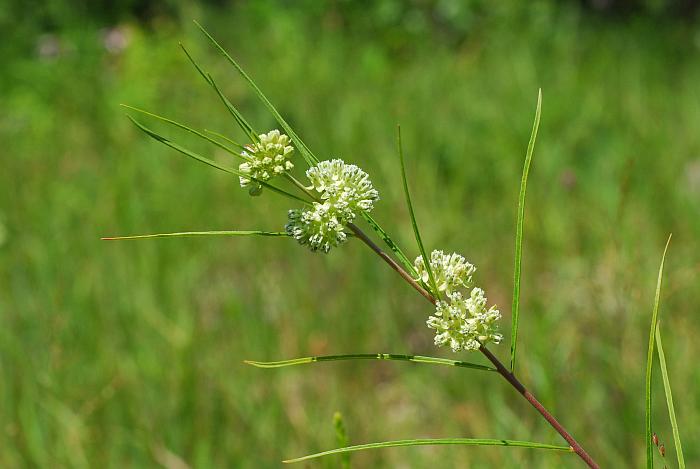 Asclepias_stenophylla_plant2.jpg