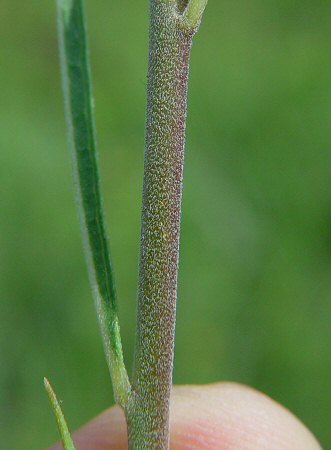Asclepias_stenophylla_stem.jpg