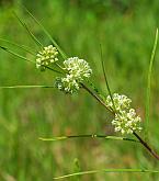 Asclepias stenophylla thumbnail