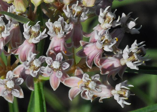 Asclepias_subverticillata_flowers.jpg