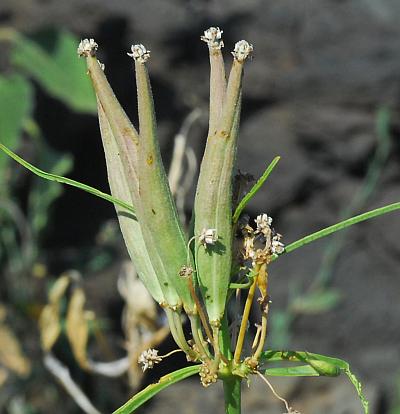 Asclepias_subverticillata_fruits.jpg