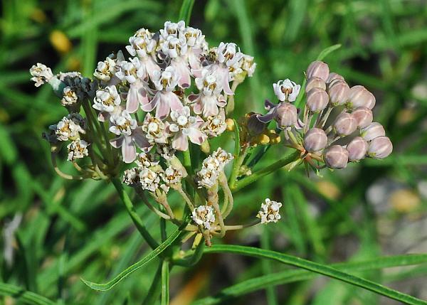 Asclepias_subverticillata_inflorescence.jpg