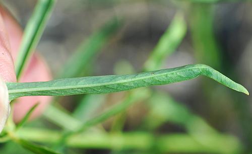 Asclepias_subverticillata_leaf2.jpg