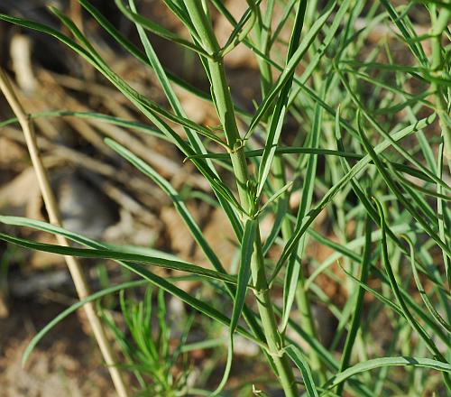 Asclepias_subverticillata_leaves.jpg