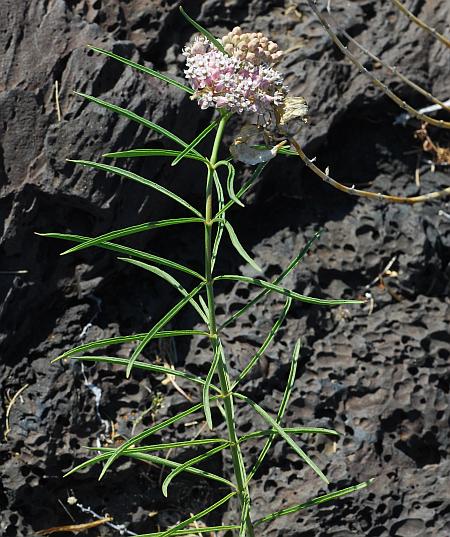 Asclepias_subverticillata_plant.jpg