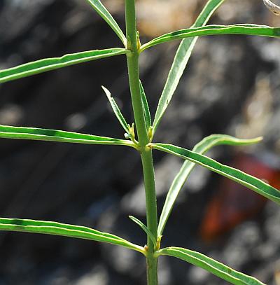 Asclepias_subverticillata_stem.jpg