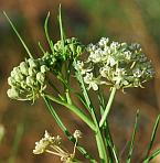 Asclepias subverticillata thumbnail