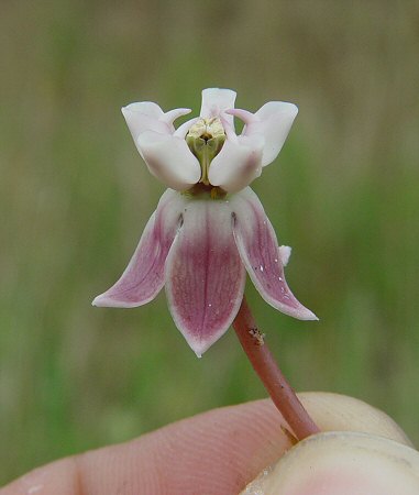 Asclepias_sullivantii_flower.jpg