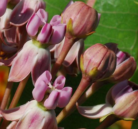 Asclepias_sullivantii_flowers2.jpg