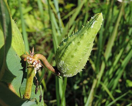 Asclepias_sullivantii_fruit.jpg