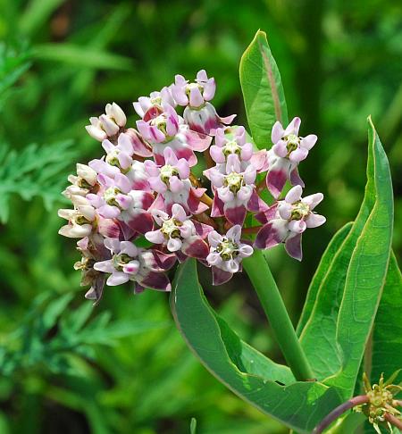 Asclepias_sullivantii_inflorescence2.jpg